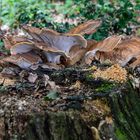 Pilz im Wald#2