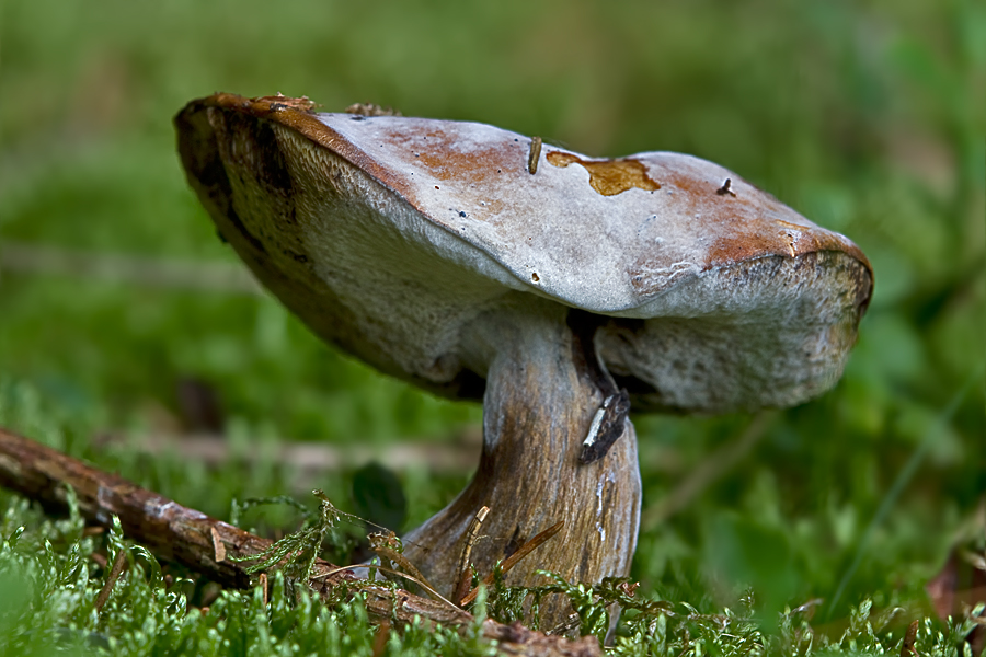 Pilz im Walde