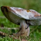 Pilz im Walde