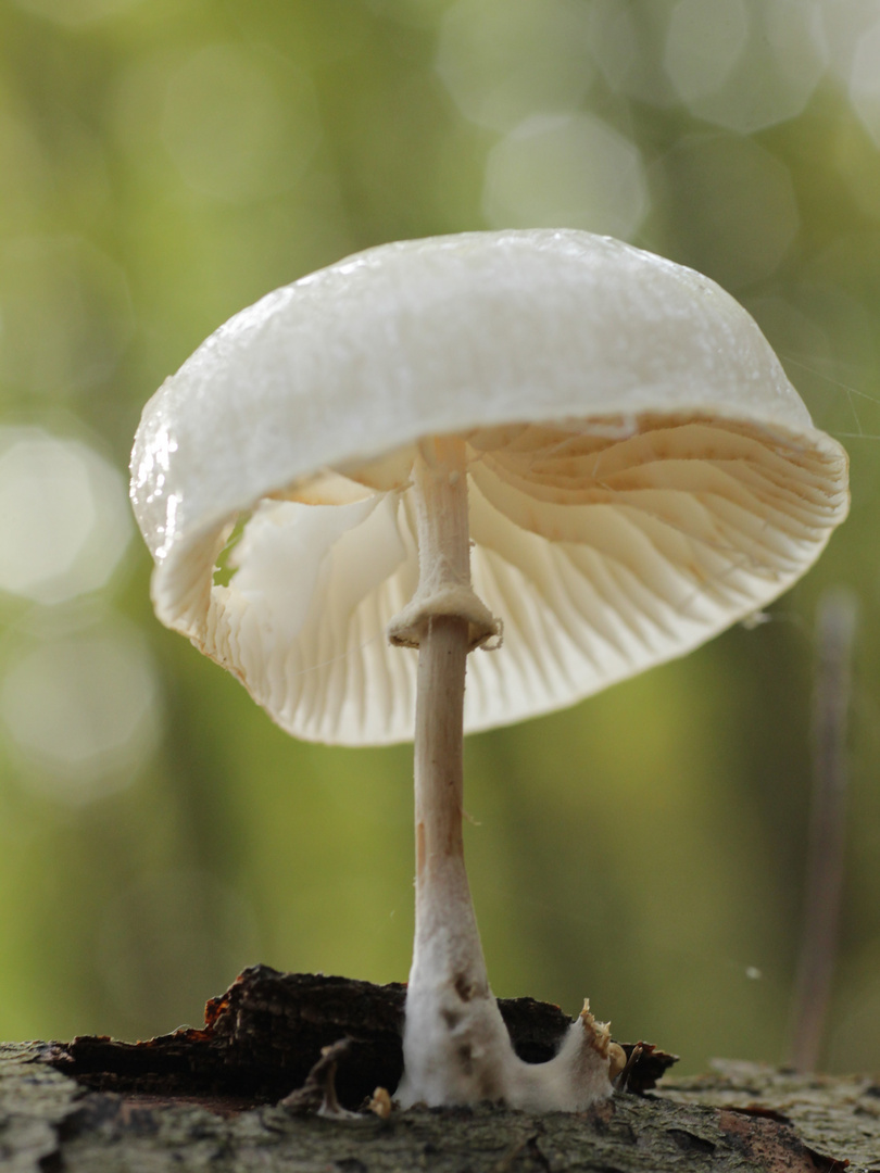 Pilz im Waldlicht