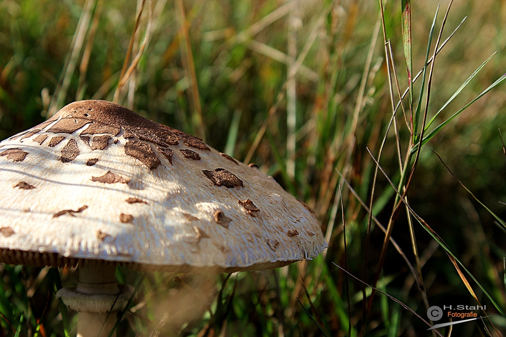 Pilz im Wiesengrund