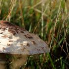Pilz im Wiesengrund