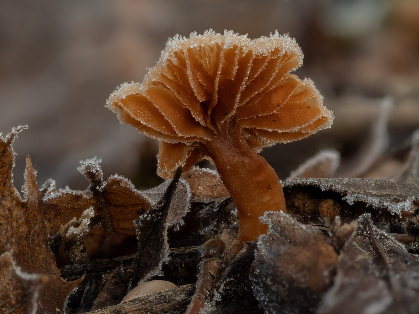 Pilz im Winter