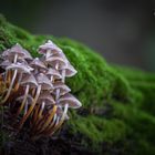 Pilz-Impressionen