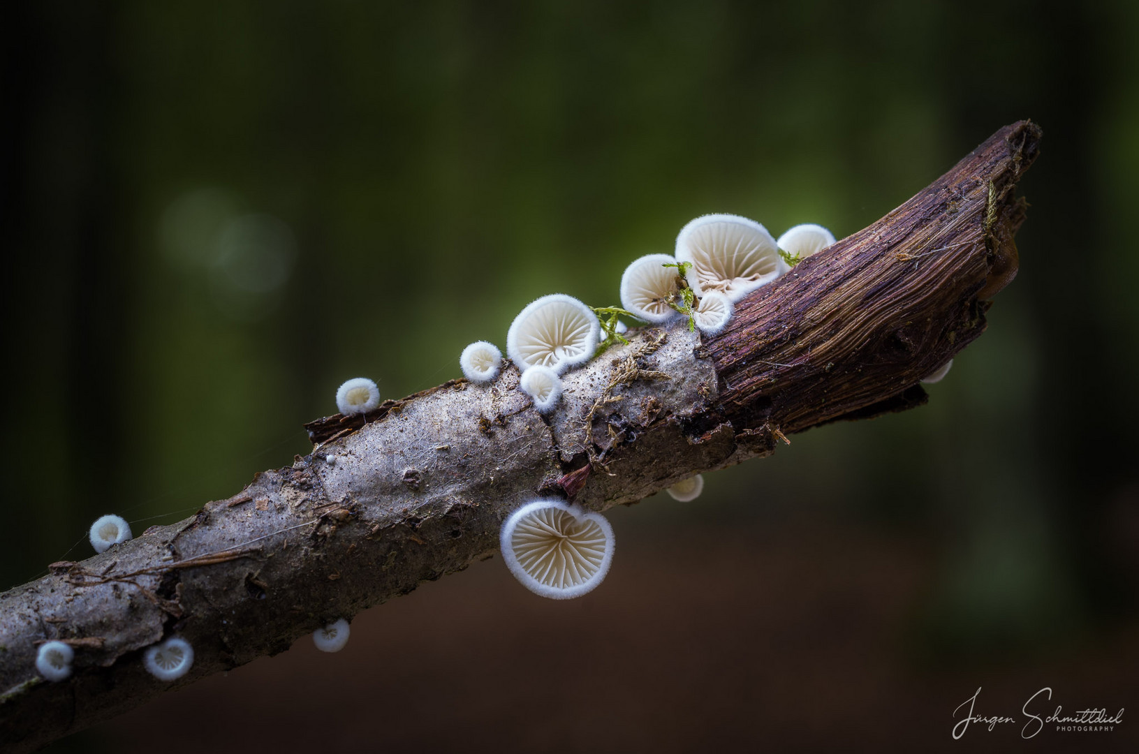 Pilz-Impressionen