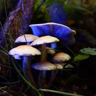 Pilz in blauem Licht