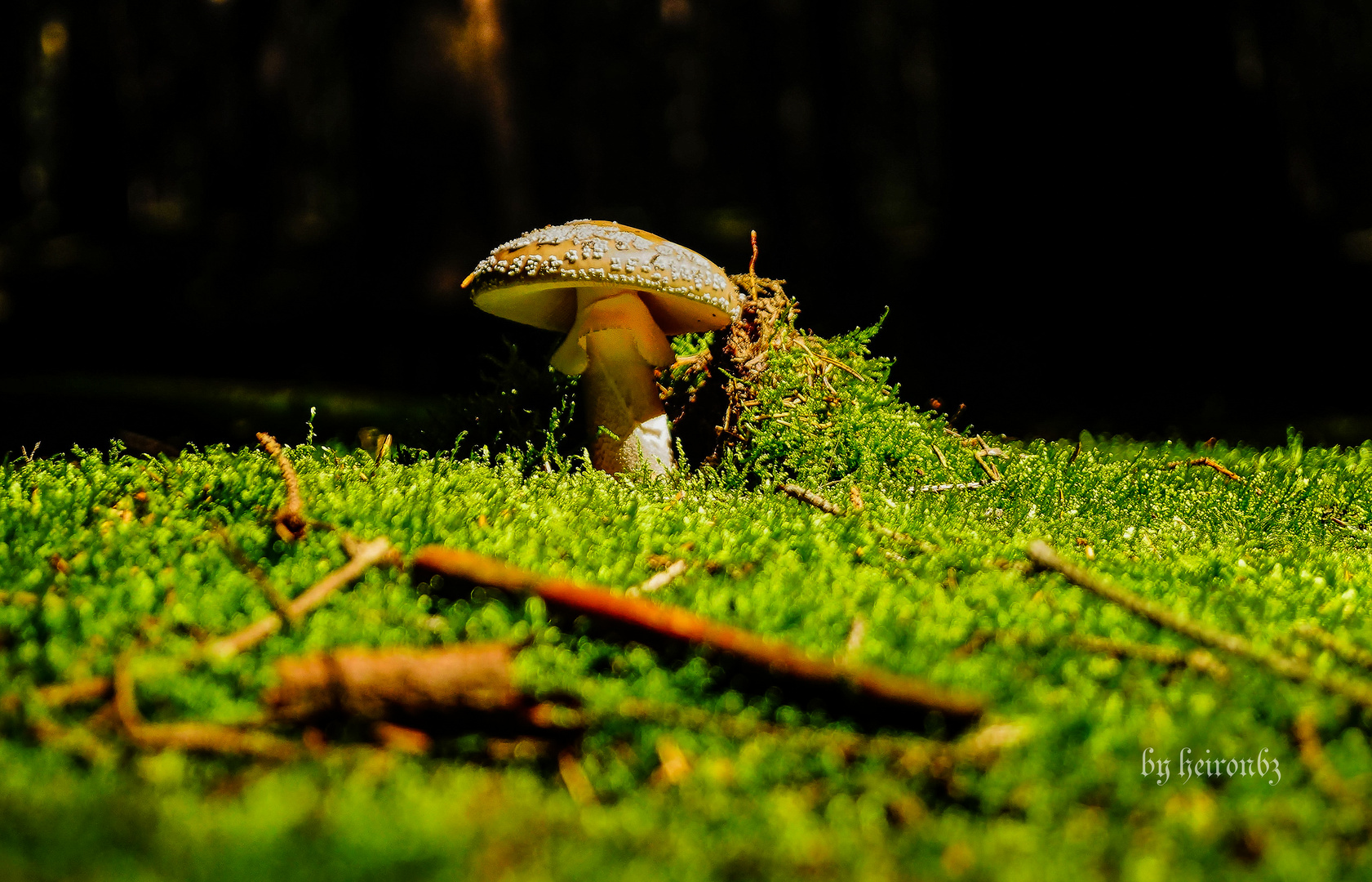 Pilz in Böhmischer Schweiz