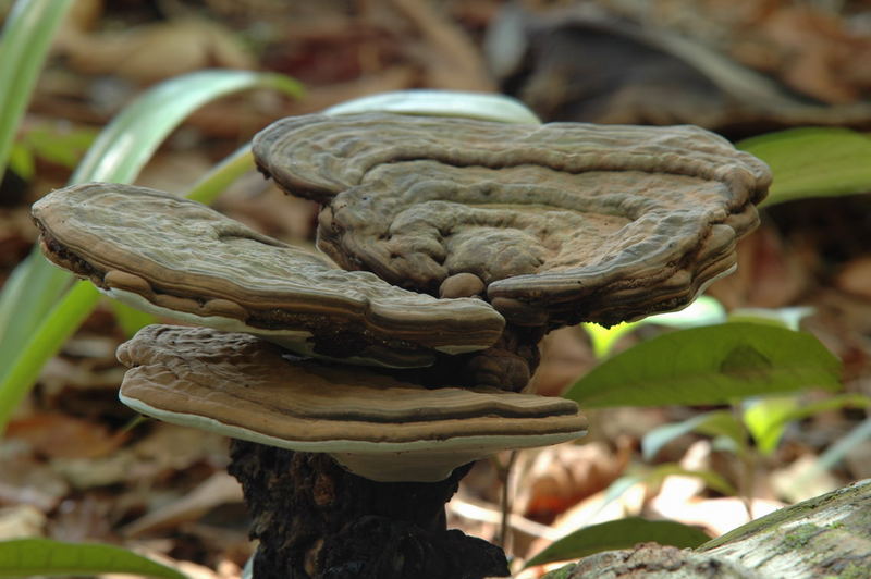 Pilz in Costa Rica