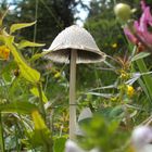 Pilz in den Alpen