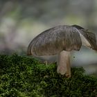 Pilz in der Dämmerung