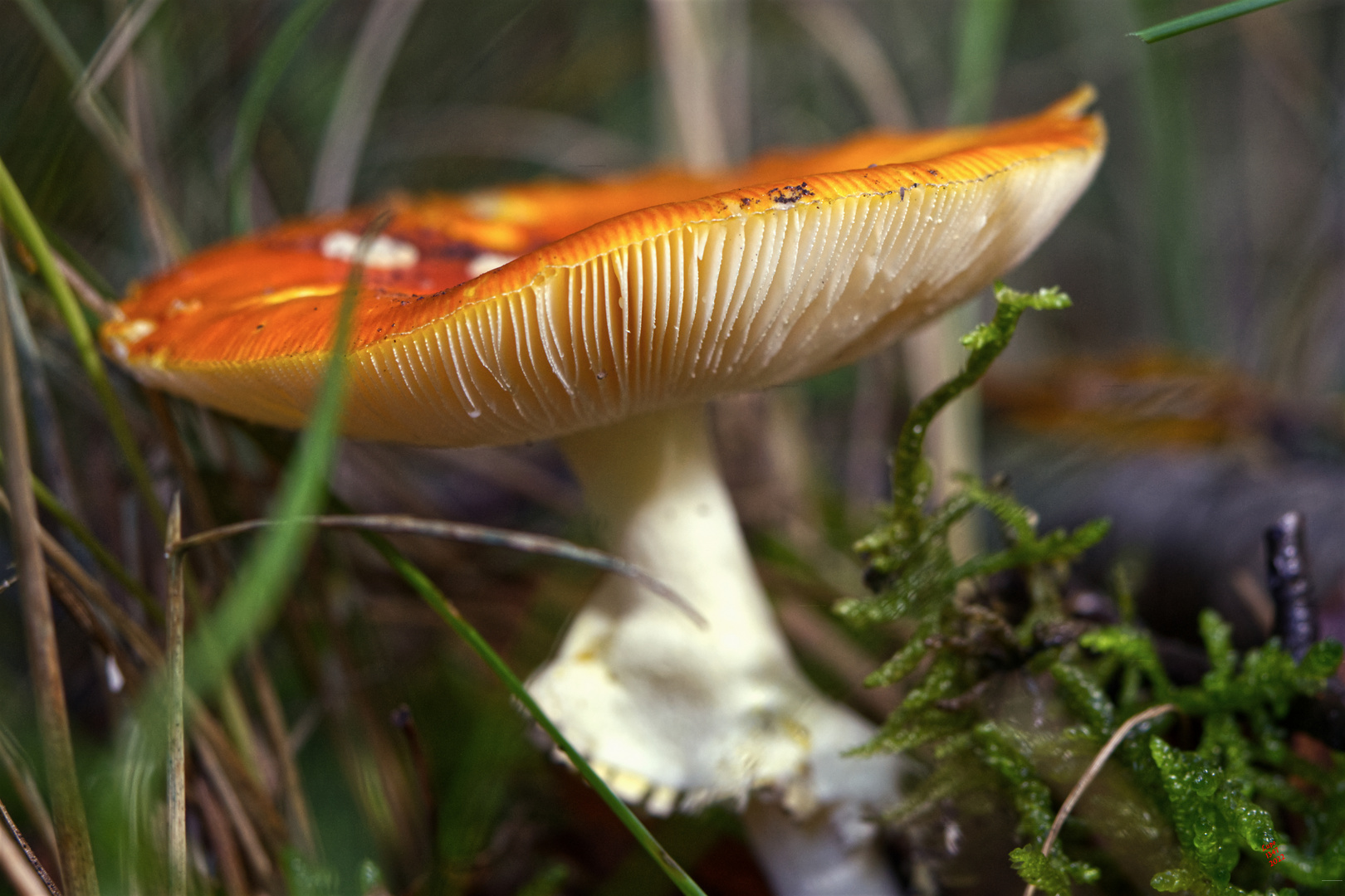 Pilz in der Heide