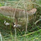 Pilz in der Heidelandschaft bei Østerklit.