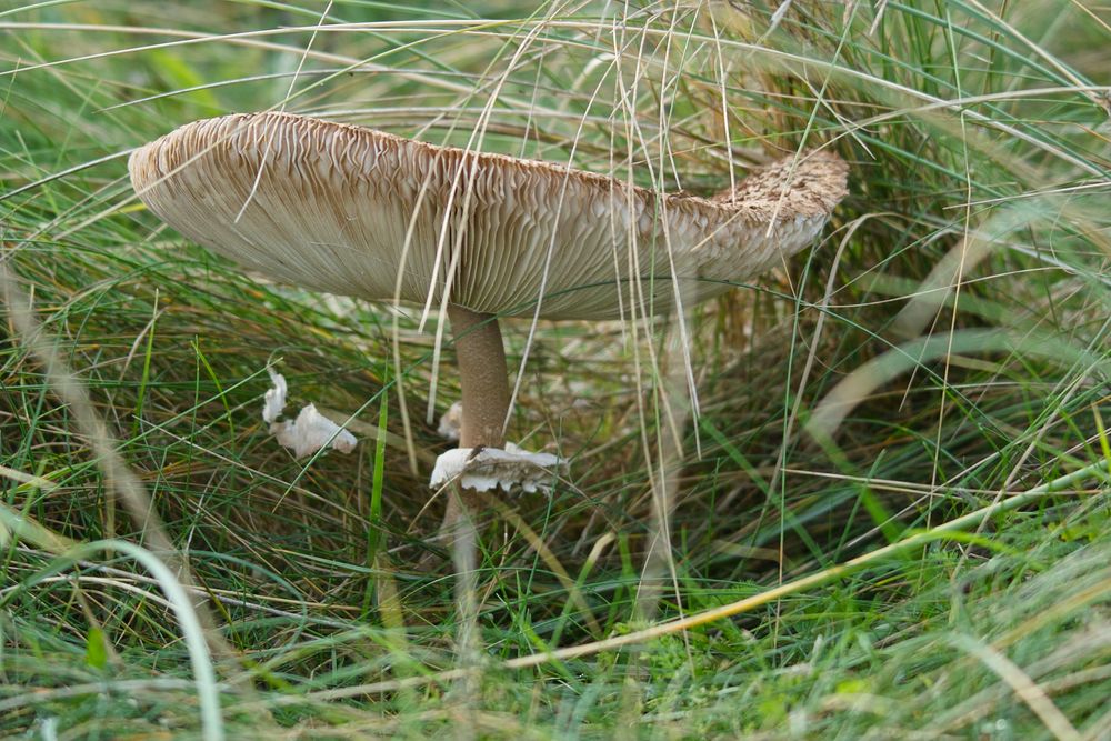 Pilz in der Heidelandschaft bei Østerklit.