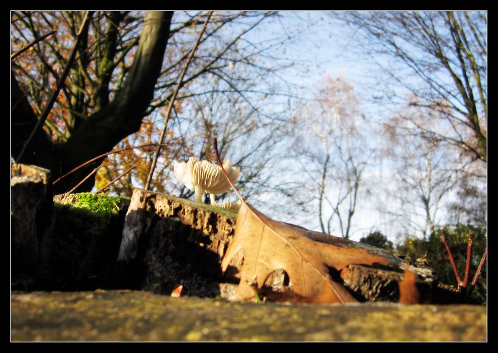 Pilz in der Herbstsonne