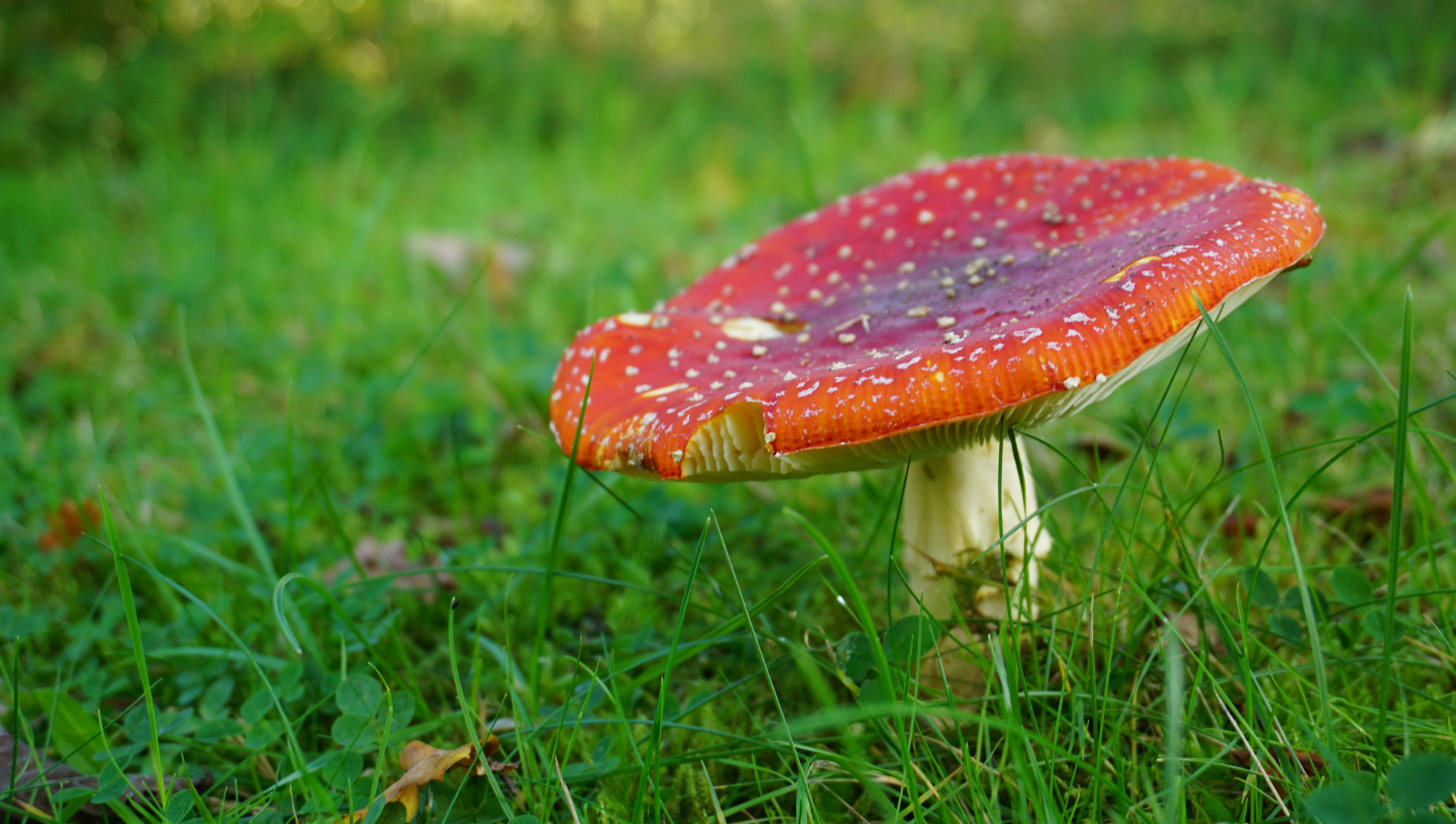 Pilz in der Marienhölzung in Flensburg