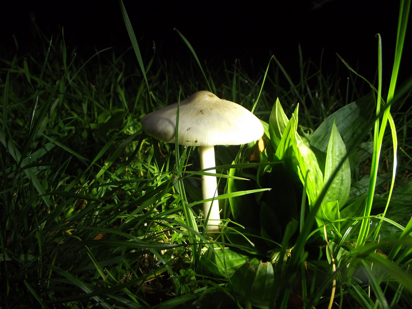 Pilz in der Nacht