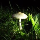 Pilz in der Nacht