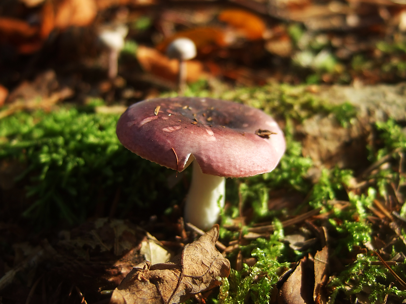 Pilz in der warmen Herbstsonne