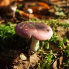 Pilz in der warmen Herbstsonne