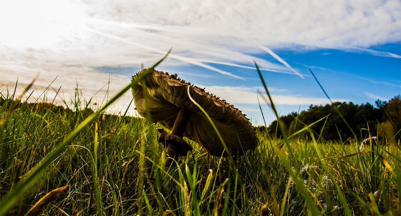 Pilz in der Wiese