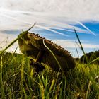 Pilz in der Wiese