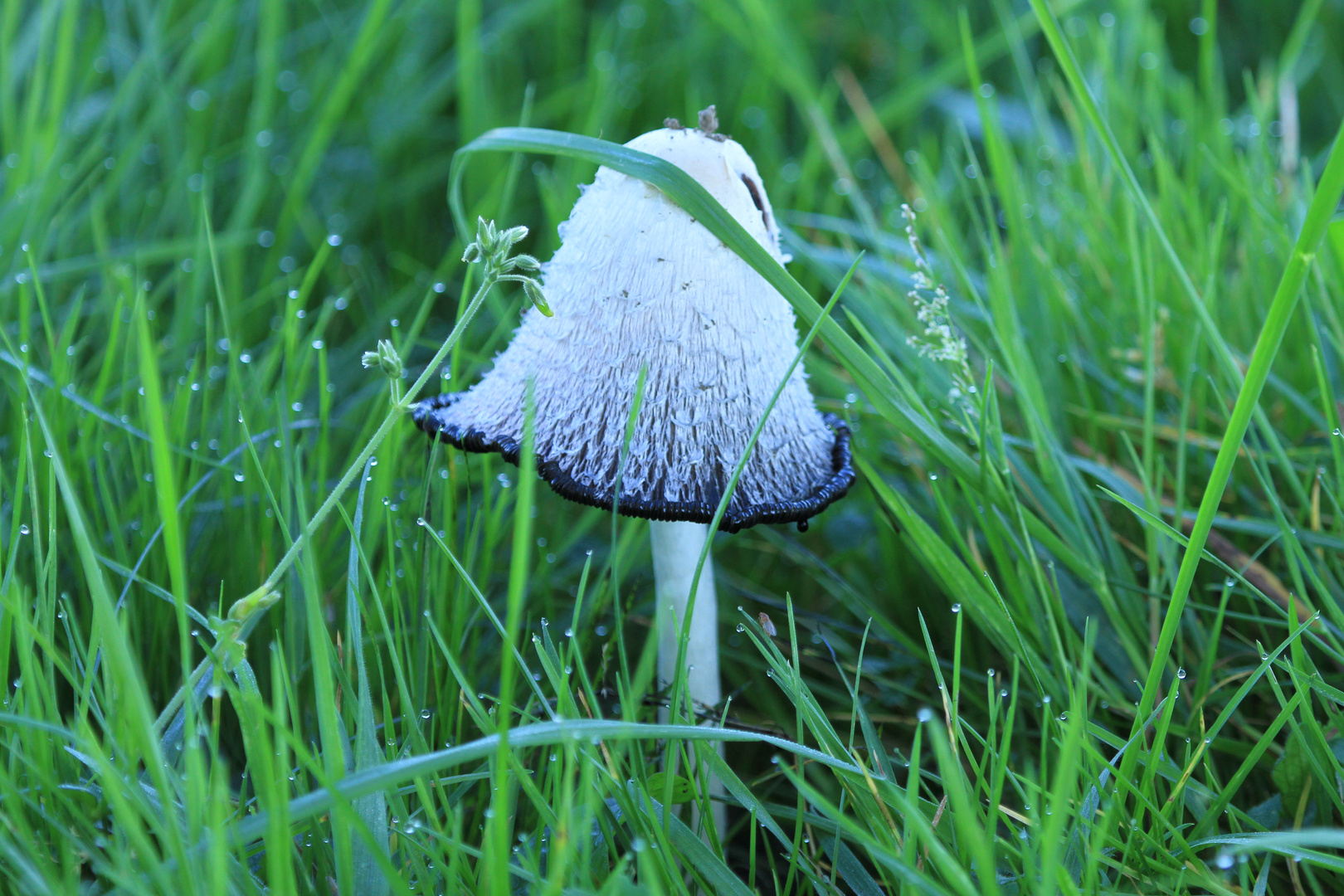 Pilz in der Wiese Foto & Bild pflanzen, pilze & flechten, pilze