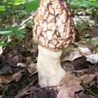 pilz in echinger lohe