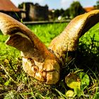 Pilz in einem Schloßgarten 