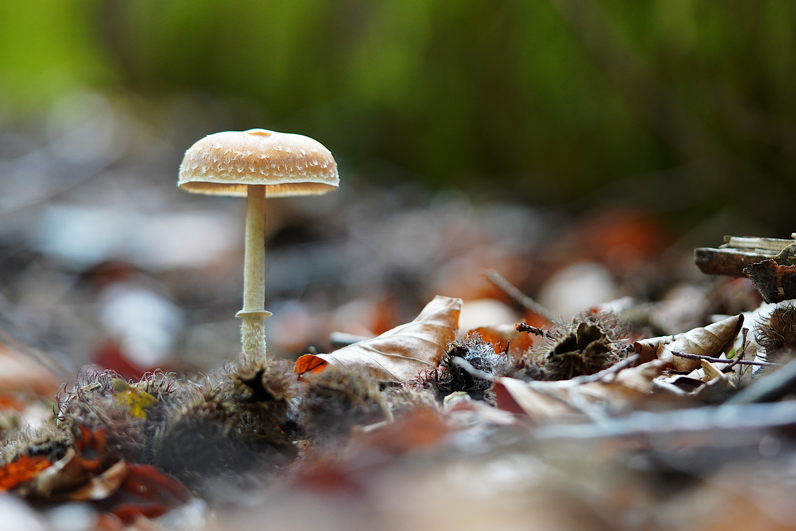 Pilz in einer kleiner Lichtung