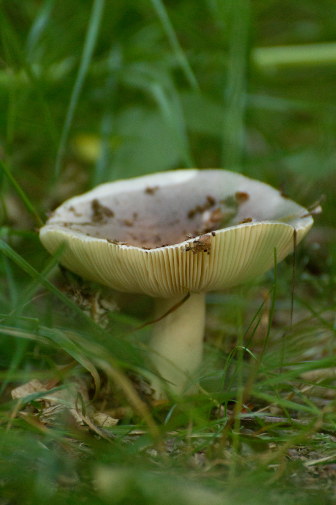 Pilz in grüner Wiese