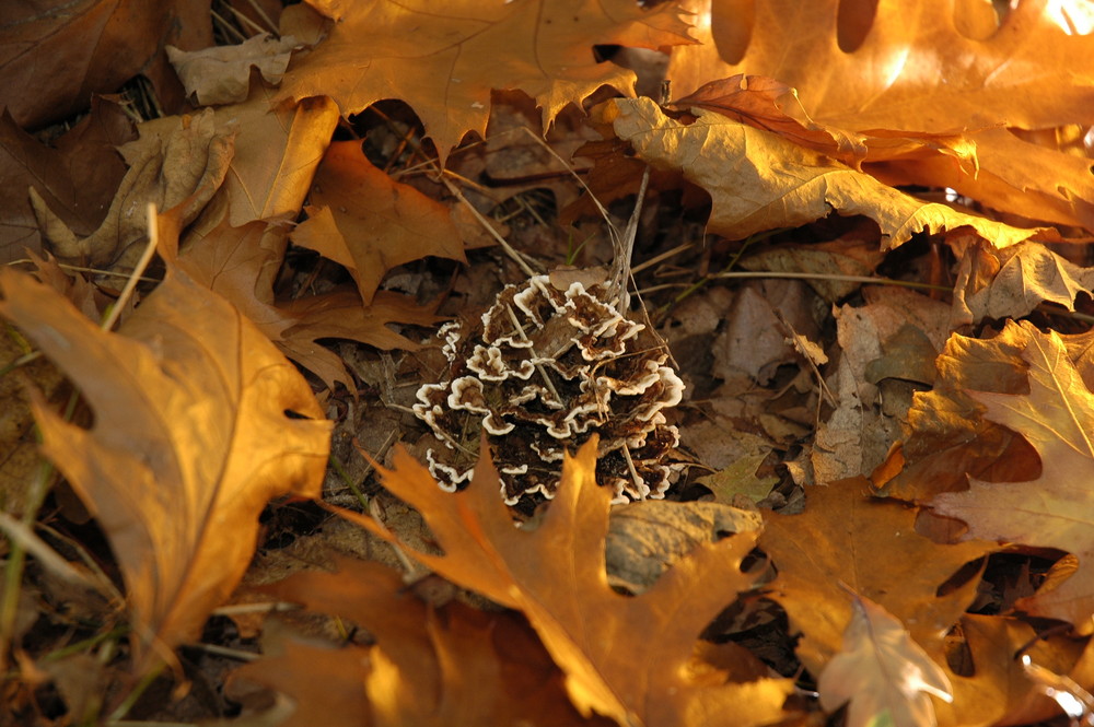 Pilz in leuchtendem Laub