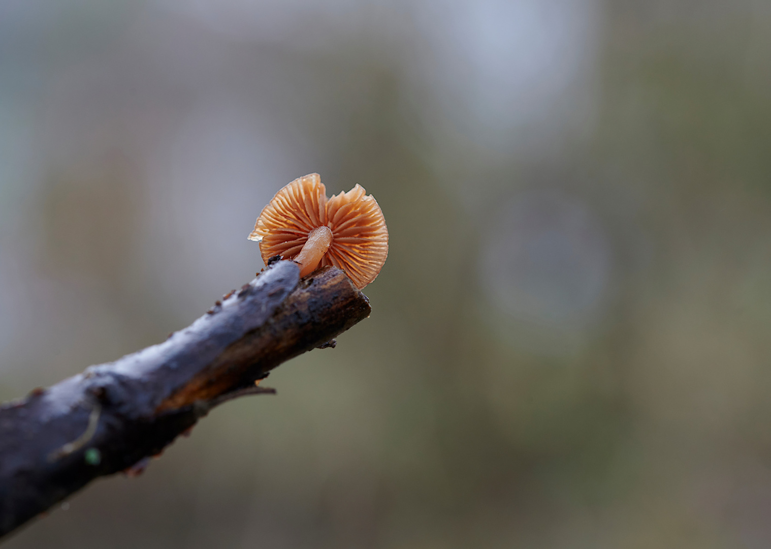 Pilz in luftiger Höhe