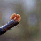 Pilz in luftiger Höhe