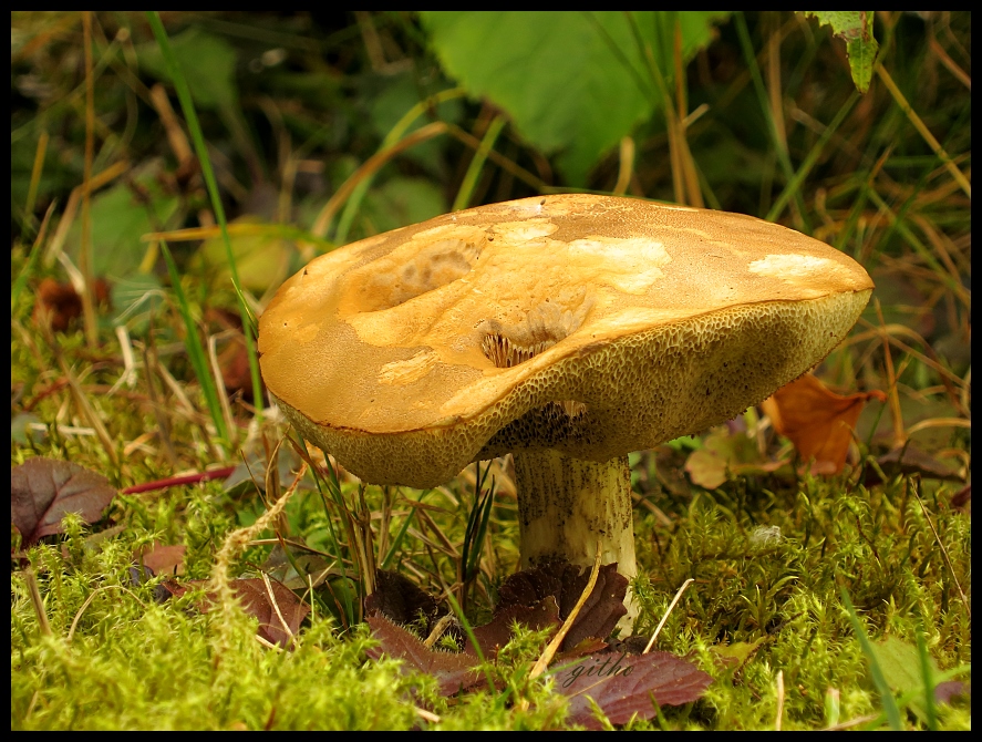 Pilz in meinem Garten (2)