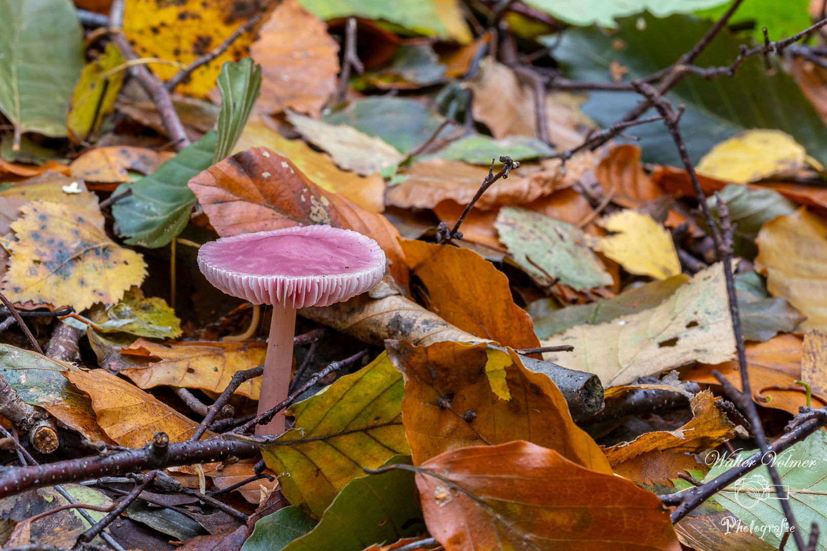 Pilz in Pink