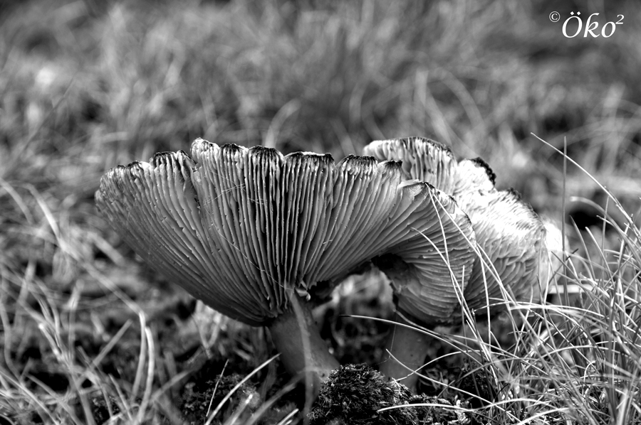 Pilz in schwarz-weiß