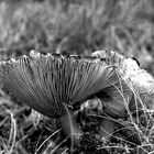 Pilz in schwarz-weiß