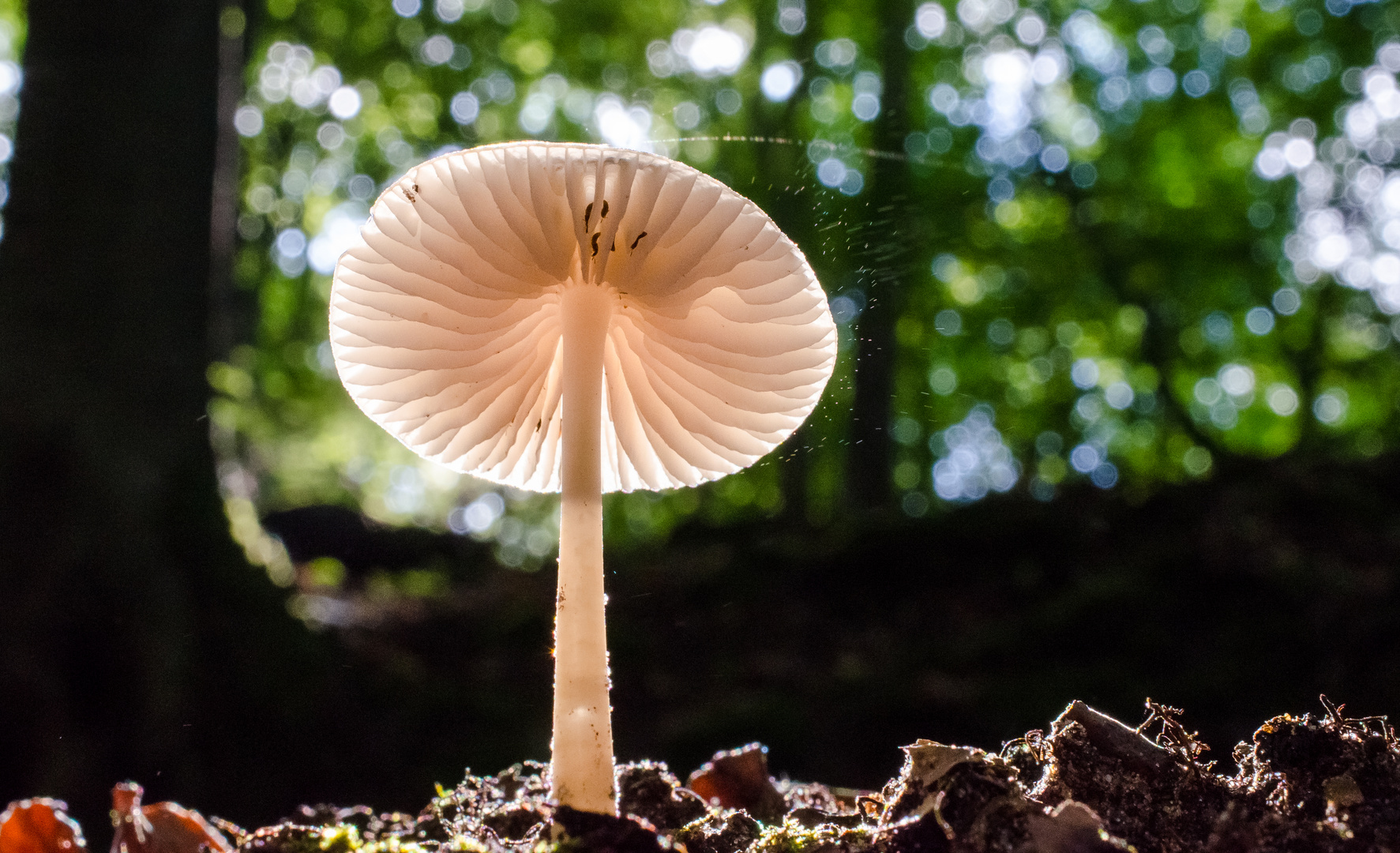 Pilz in Spotlicht