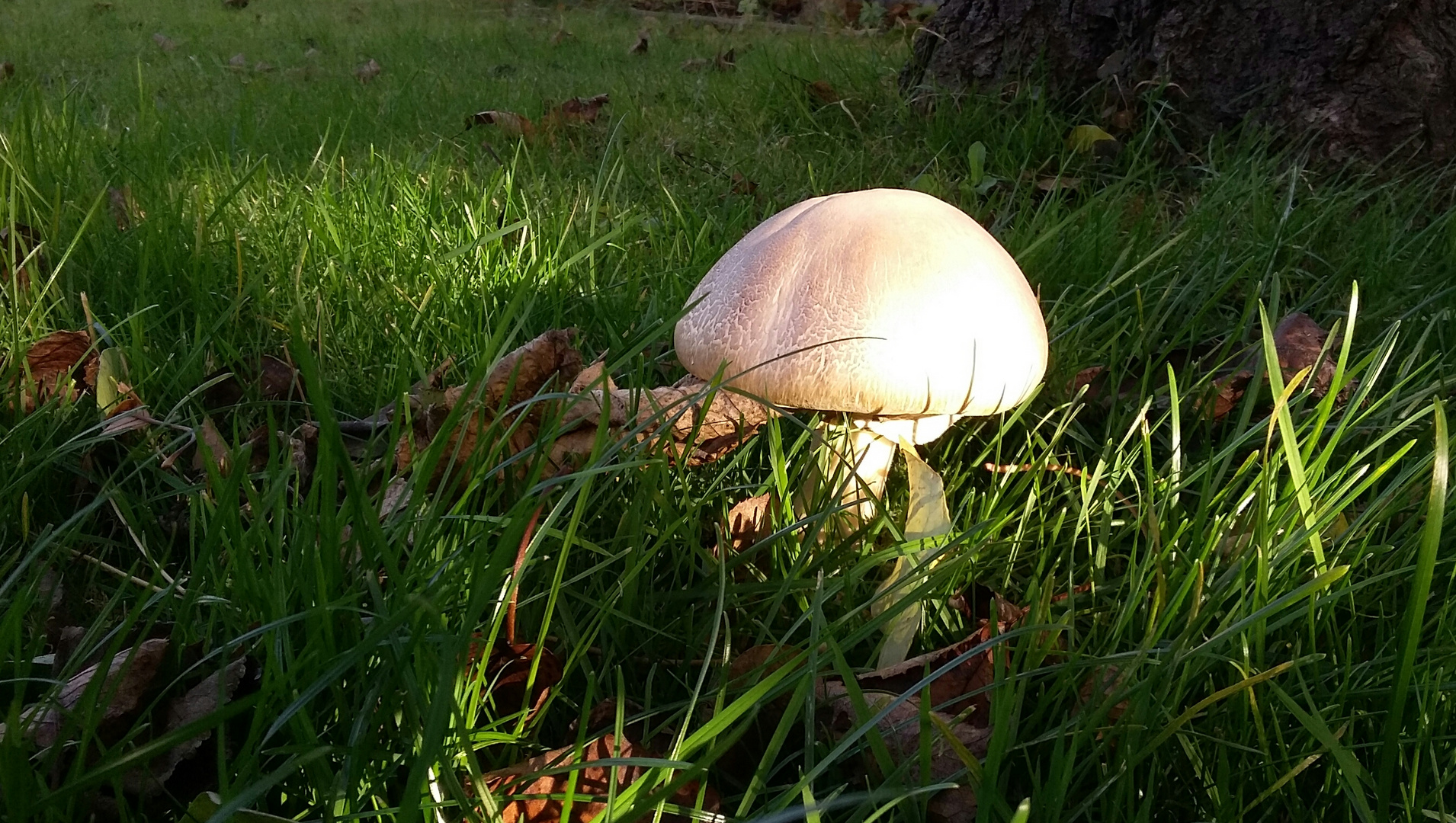 Pilz in tiefstehender Sonne