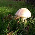 Pilz in tiefstehender Sonne