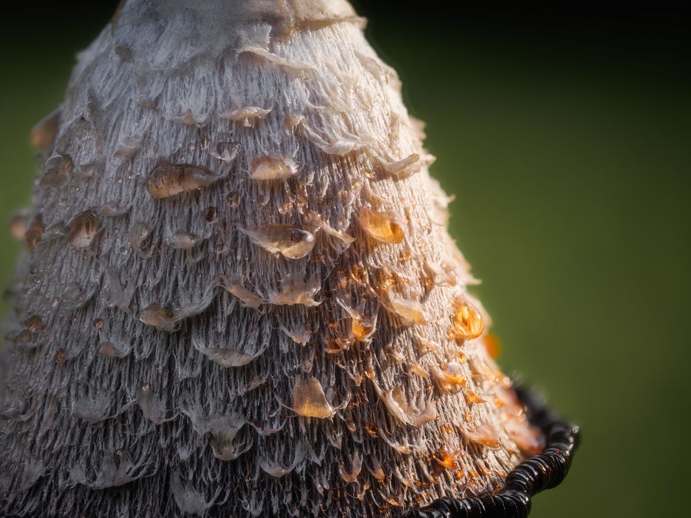 Pilz in unserem Garten 1