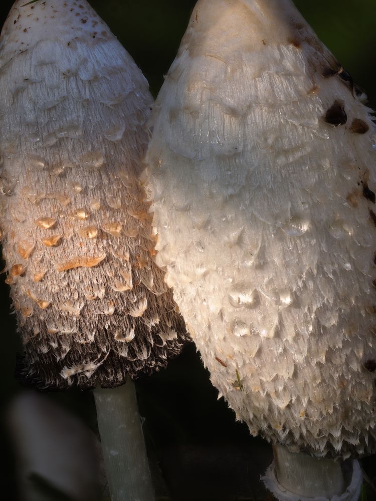 Pilz in unserem Garten 2