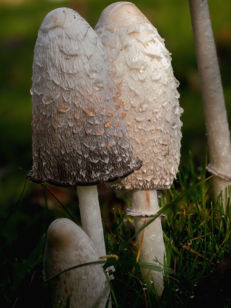 Pilz in unserem Garten 3