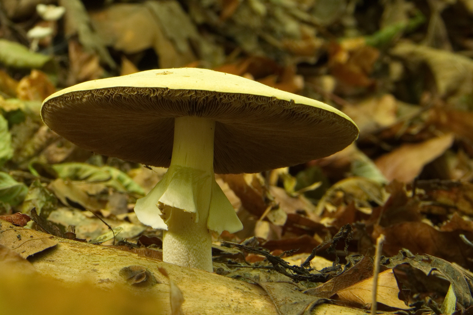 Pilz in Wald