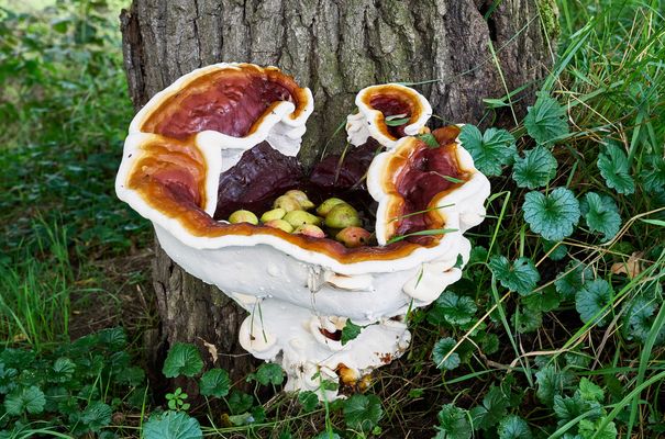 Pilz in Waschbeckenform