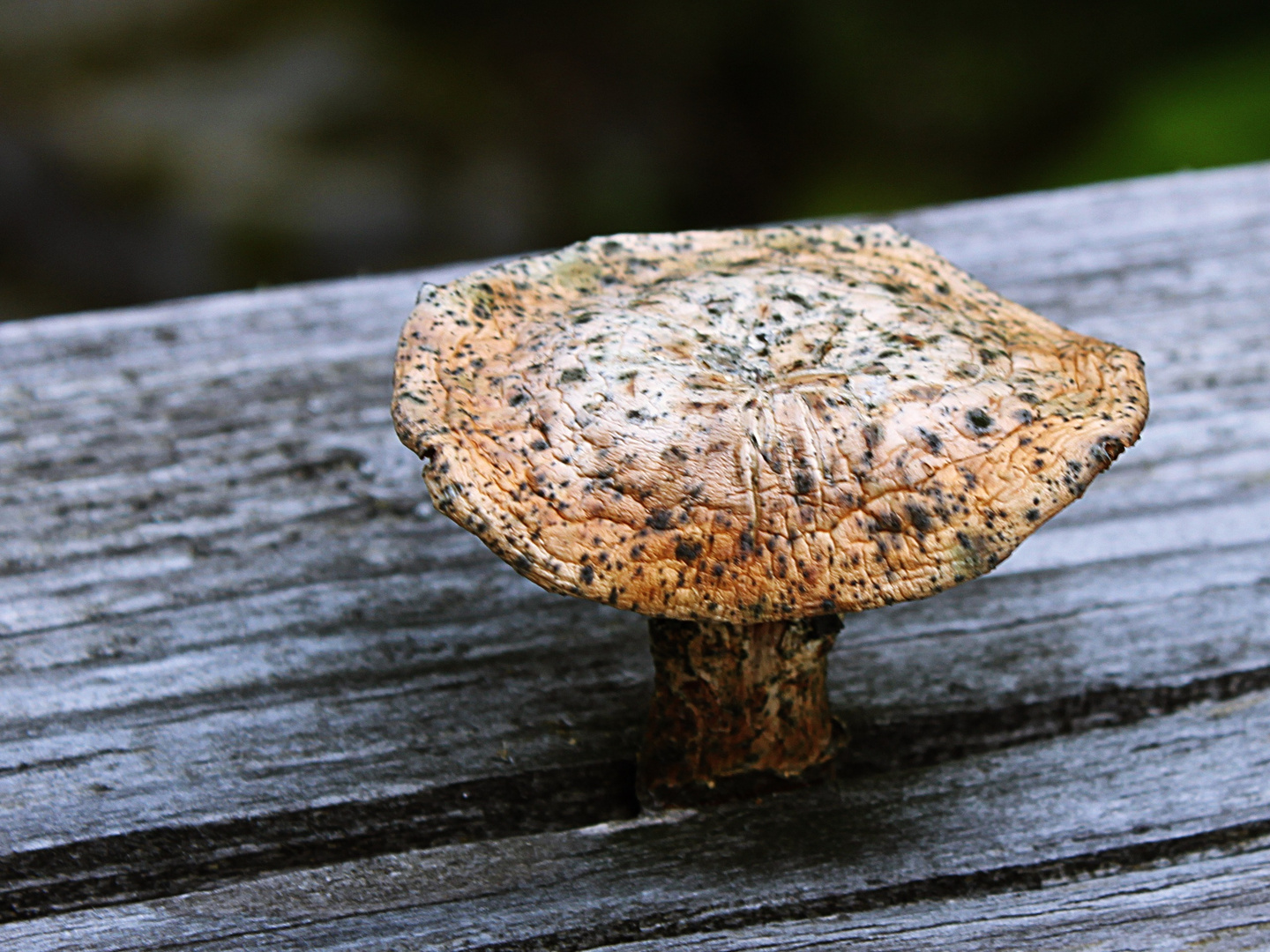 Pilz ist stärker als Holz