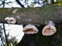 PILZ IX: Derselbe Pilz wie auf dem Foto PILZ II und vom 4.12.12, hier von unten.