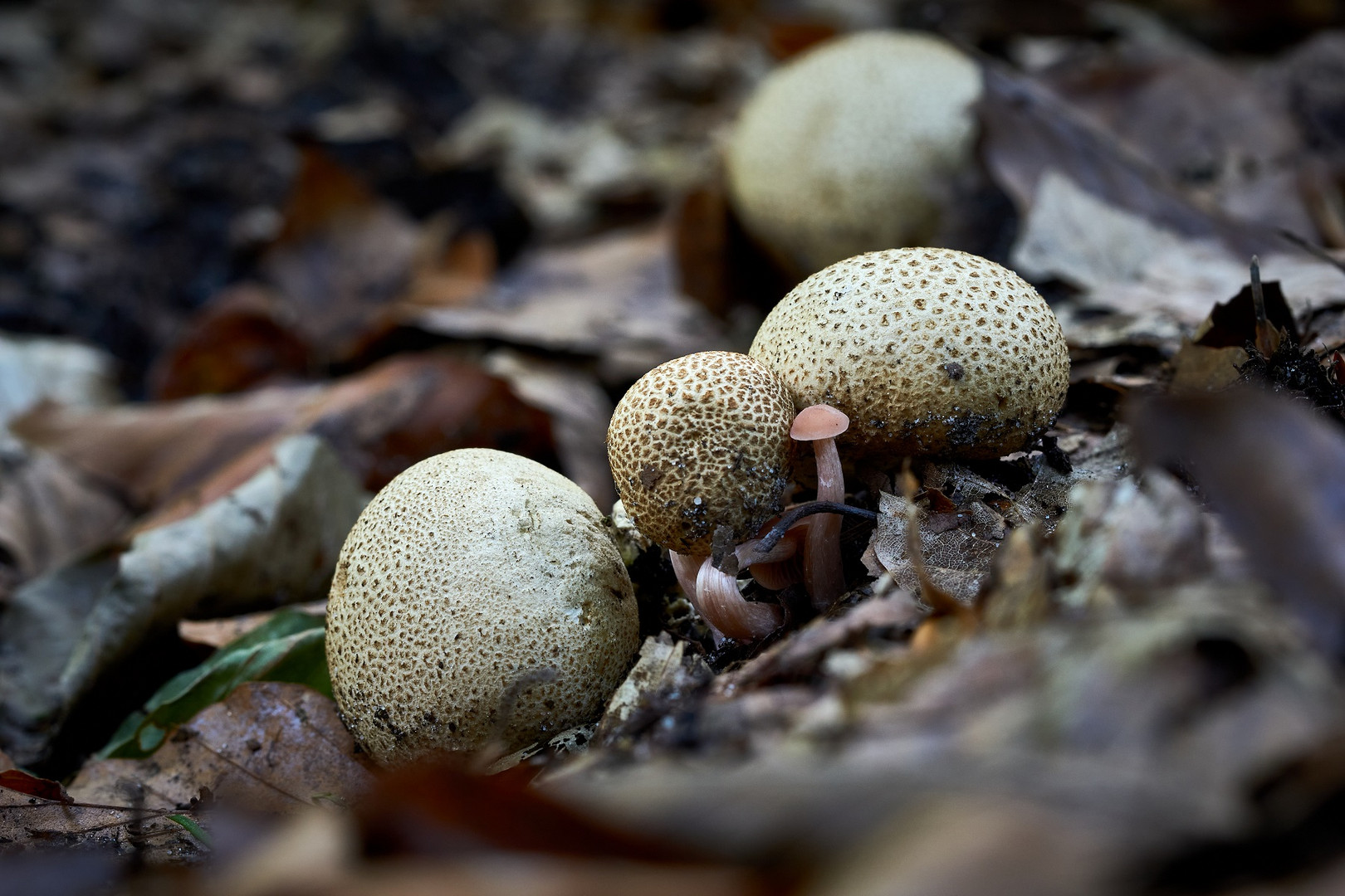 Pilz Karoffelbovist