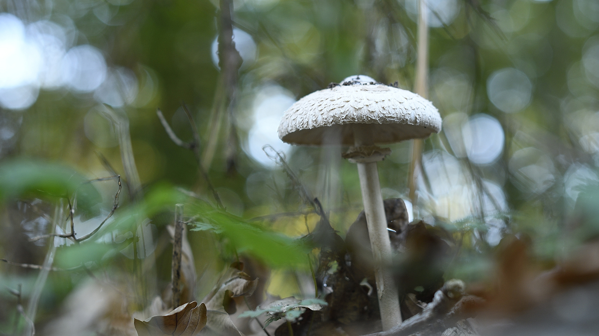 Pilz keine Ahnung wie der heisst