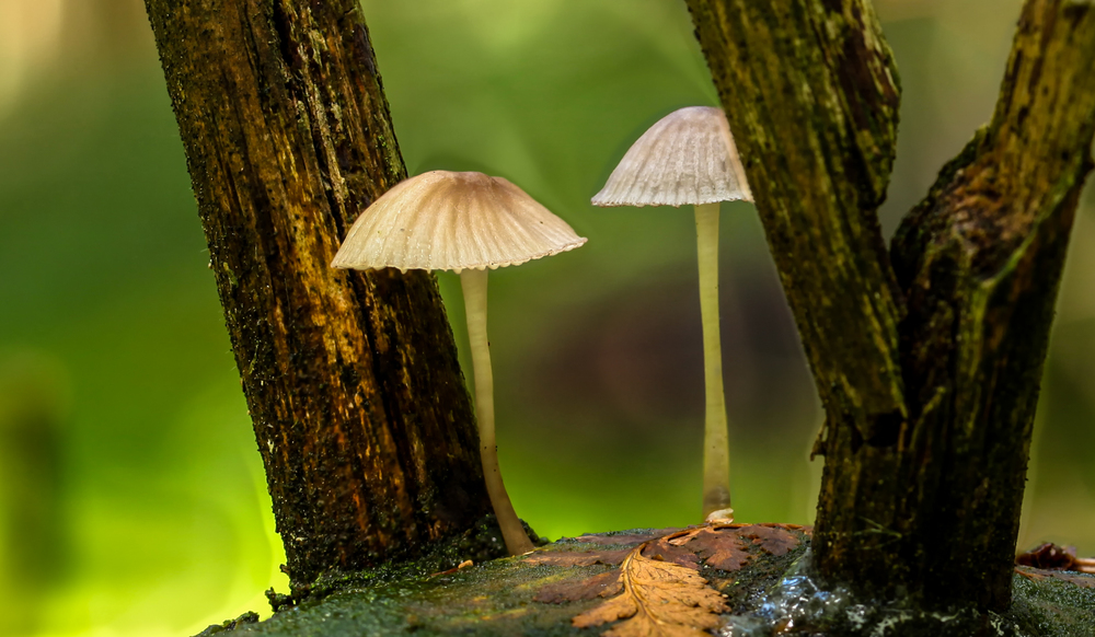 Pilz - Kleiner Helmling ganz gross